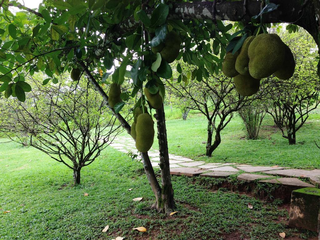 Pirenópolis Aguas Vivas Hotel Fazenda מראה חיצוני תמונה