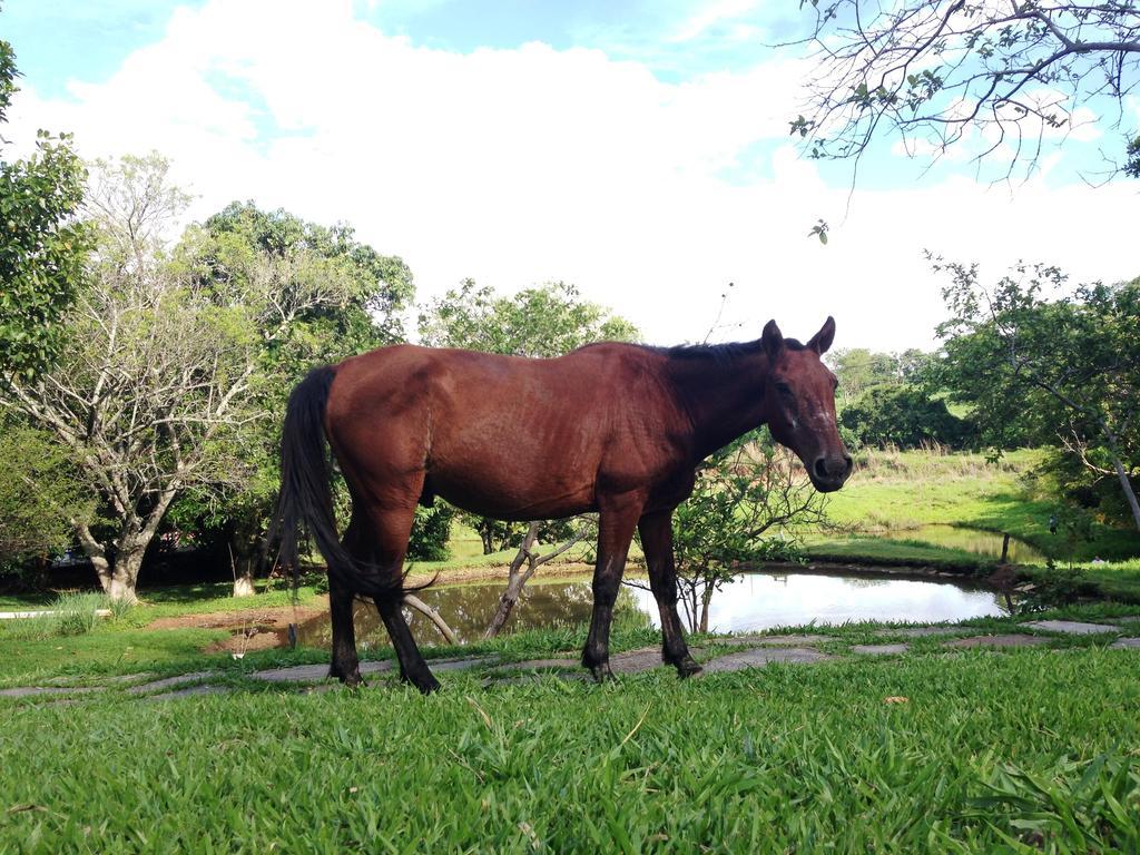 Pirenópolis Aguas Vivas Hotel Fazenda מראה חיצוני תמונה